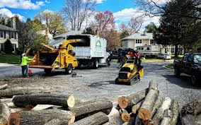 Best Hazardous Tree Removal  in Halsey, OR