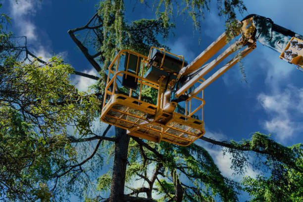 How Our Tree Care Process Works  in  Halsey, OR