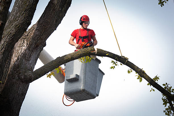 Seasonal Cleanup (Spring/Fall) in Halsey, OR